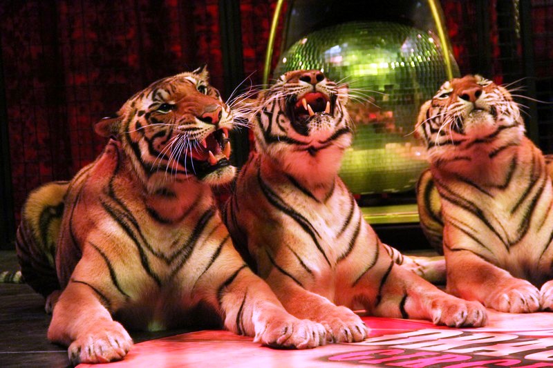 Opening of Dragon Circus